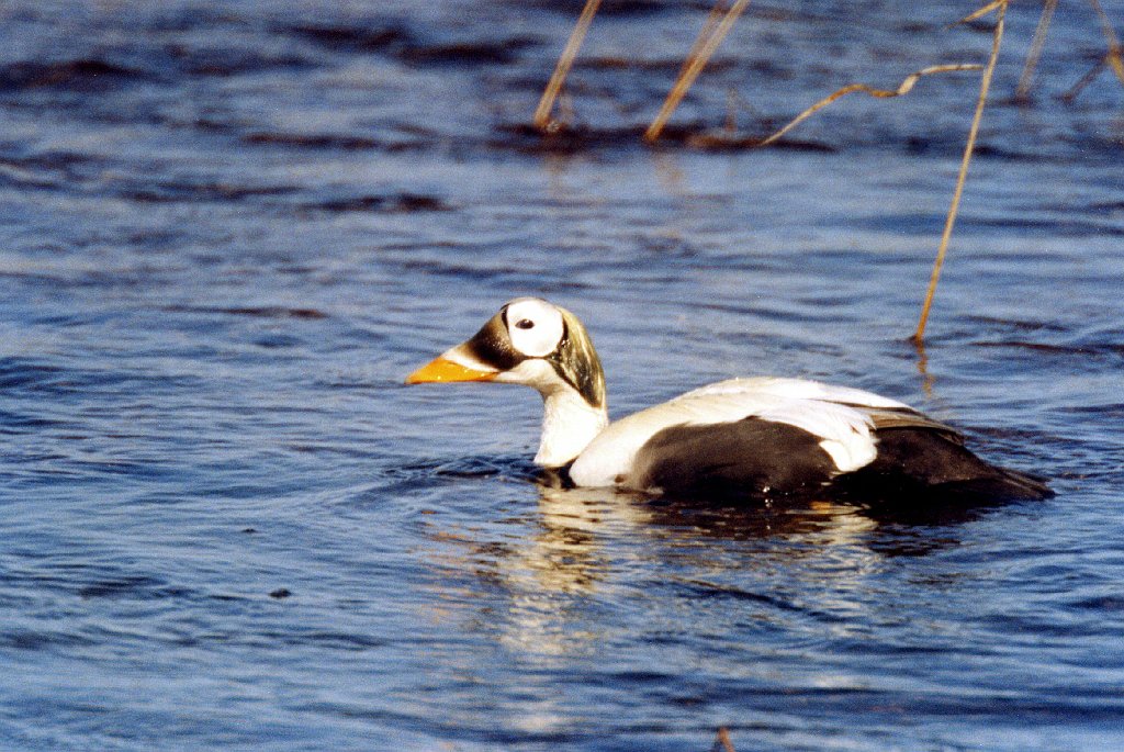 Duck, Spectacled Eider, Deadhorse, AK, 1999-06, B07P43I01.jpg - Spectacled Eider